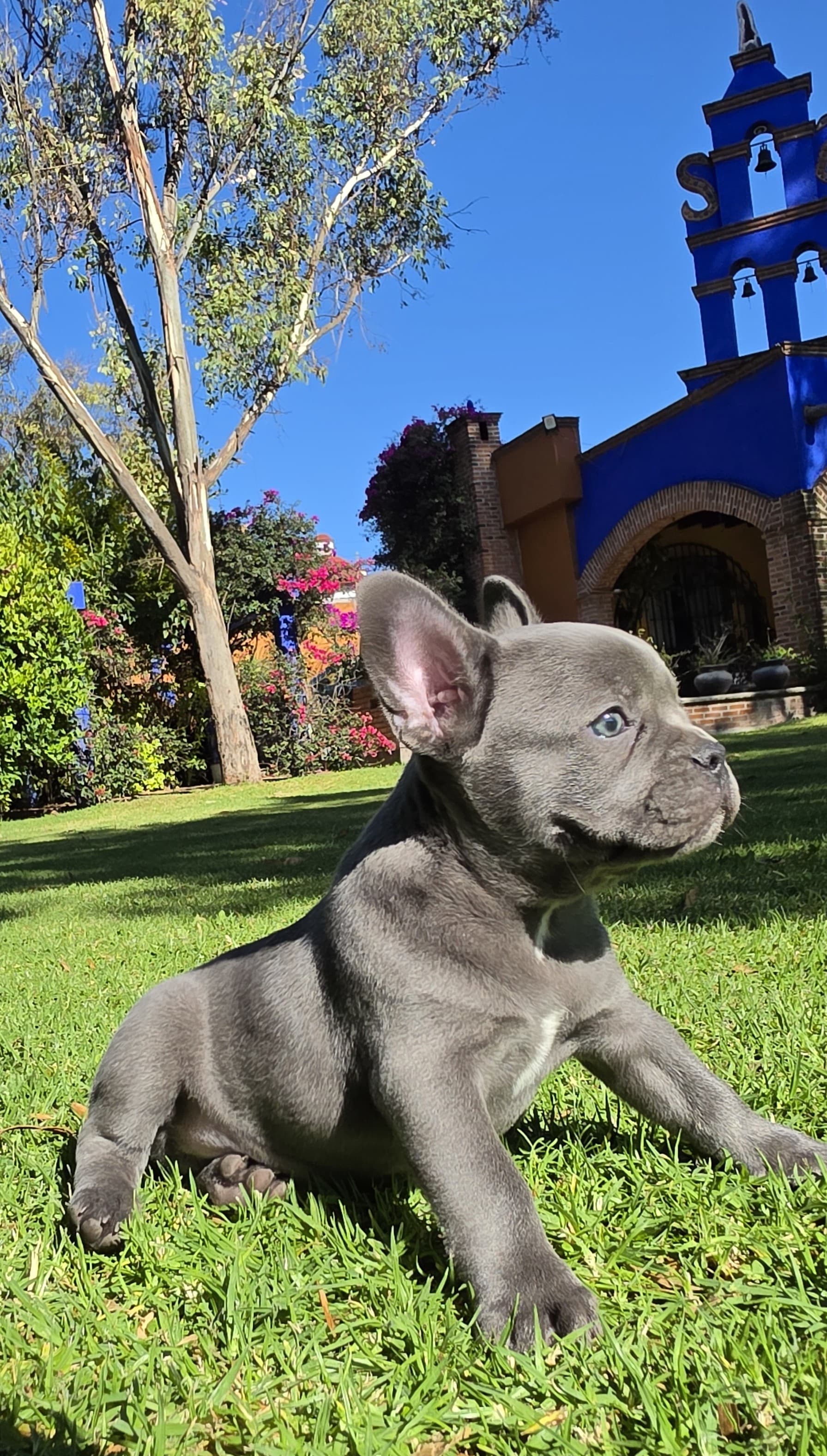 Plomito — semana 9