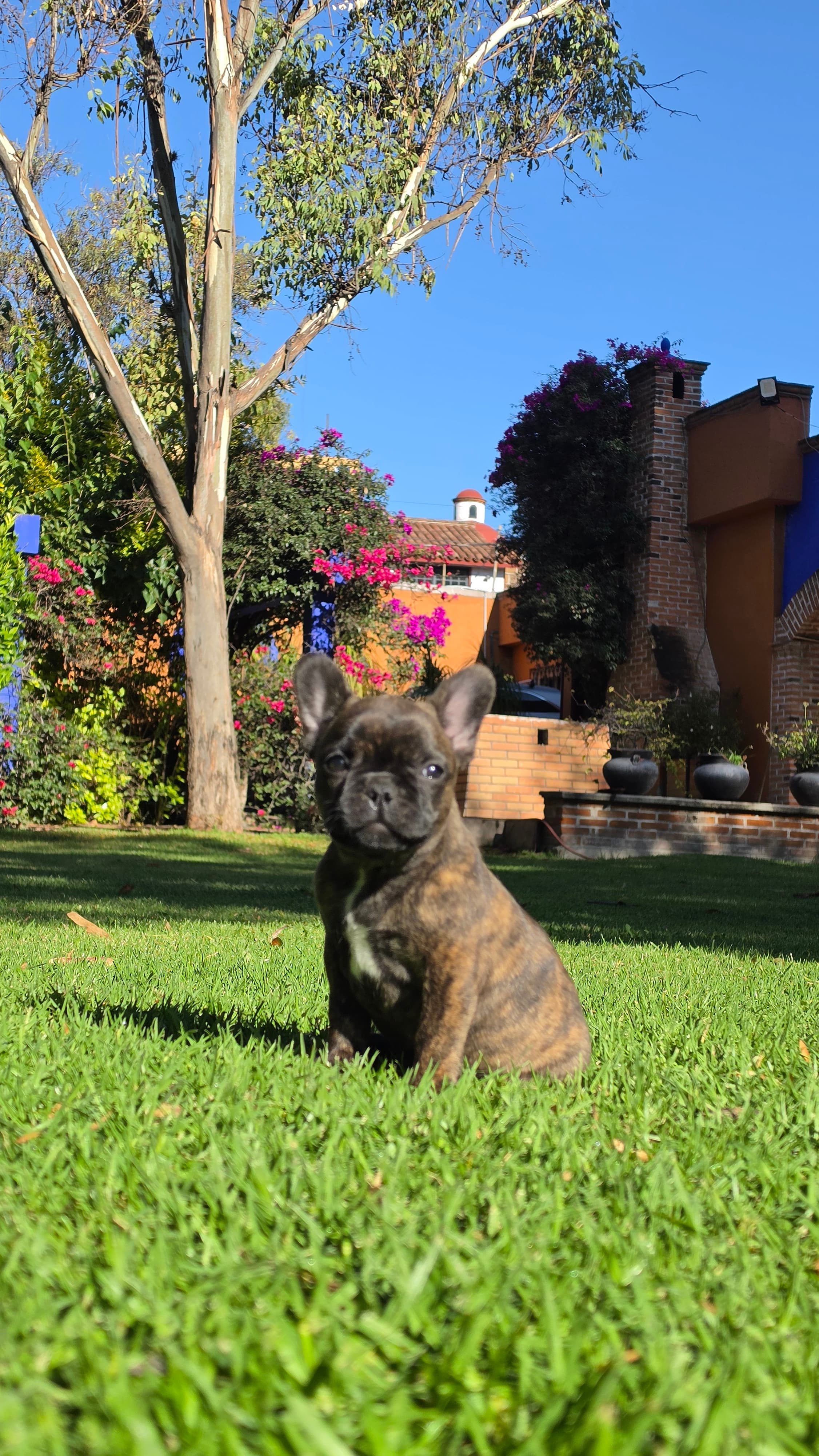 Chitara — semana 9